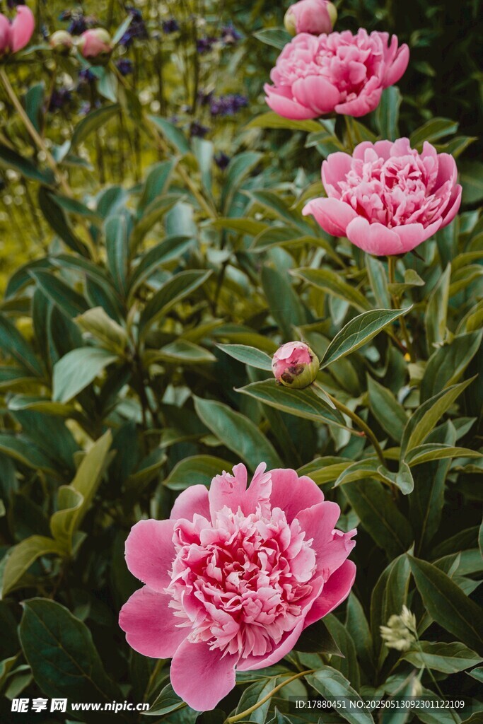 牡丹花