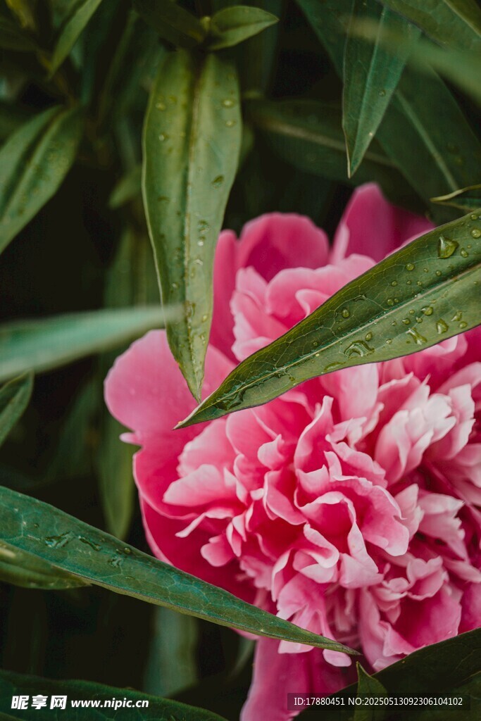 芍药