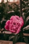 牡丹花