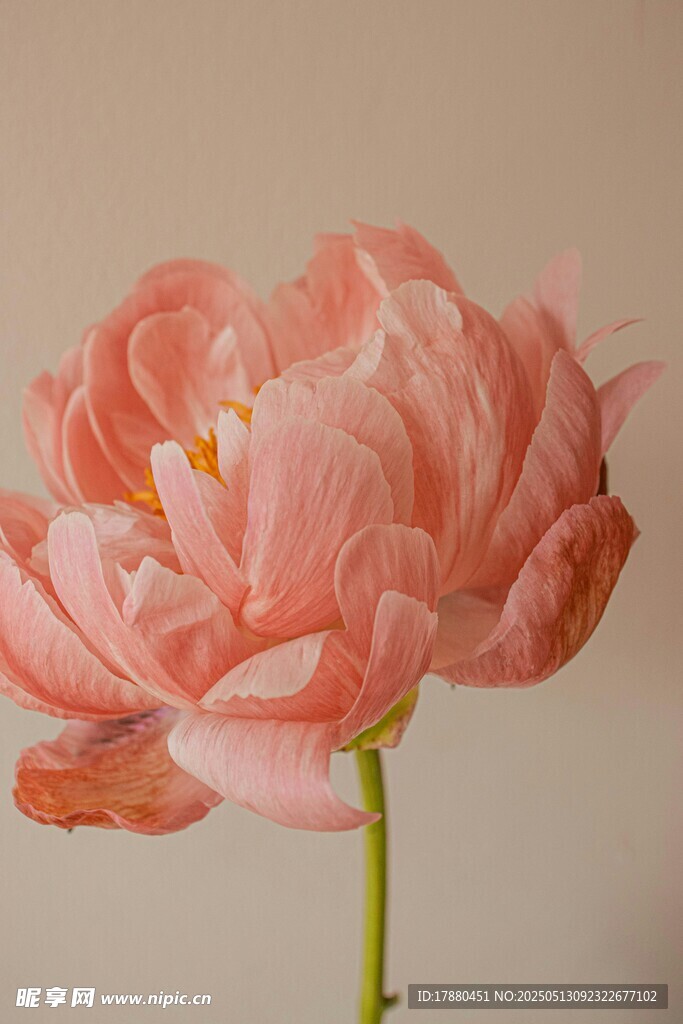 牡丹花