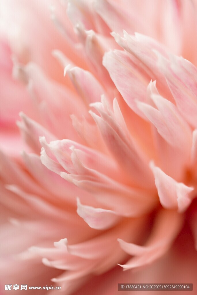 芍药