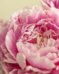 牡丹花
