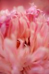 芍药