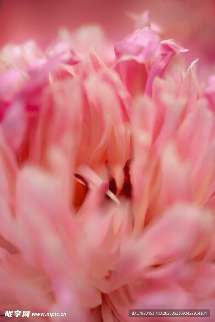 芍药