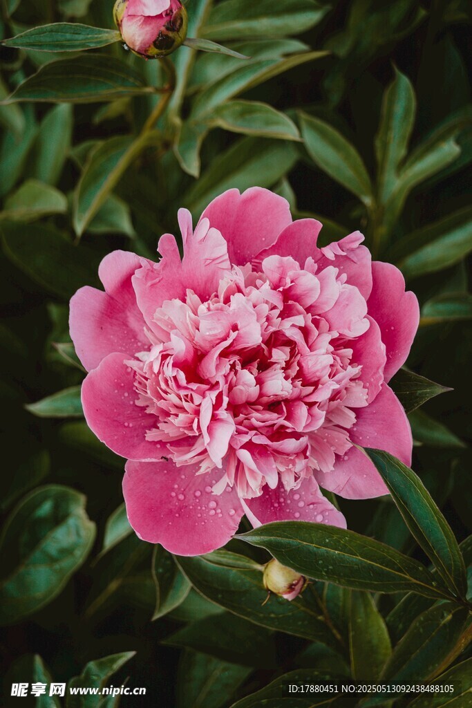 芍药