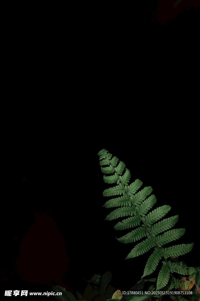 蕨类植物