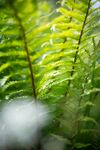 蕨类植物