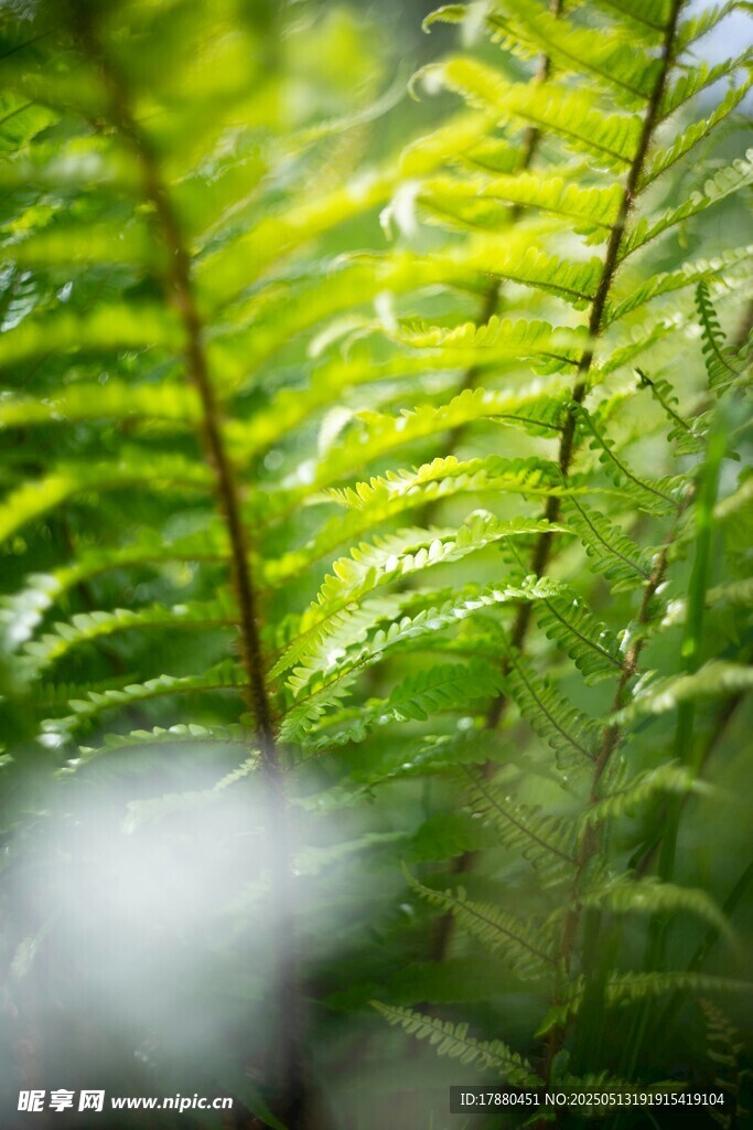蕨类植物