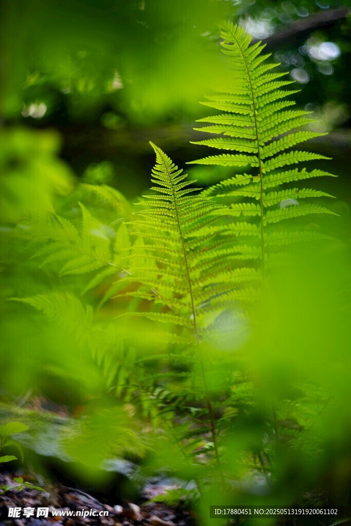 蕨类植物