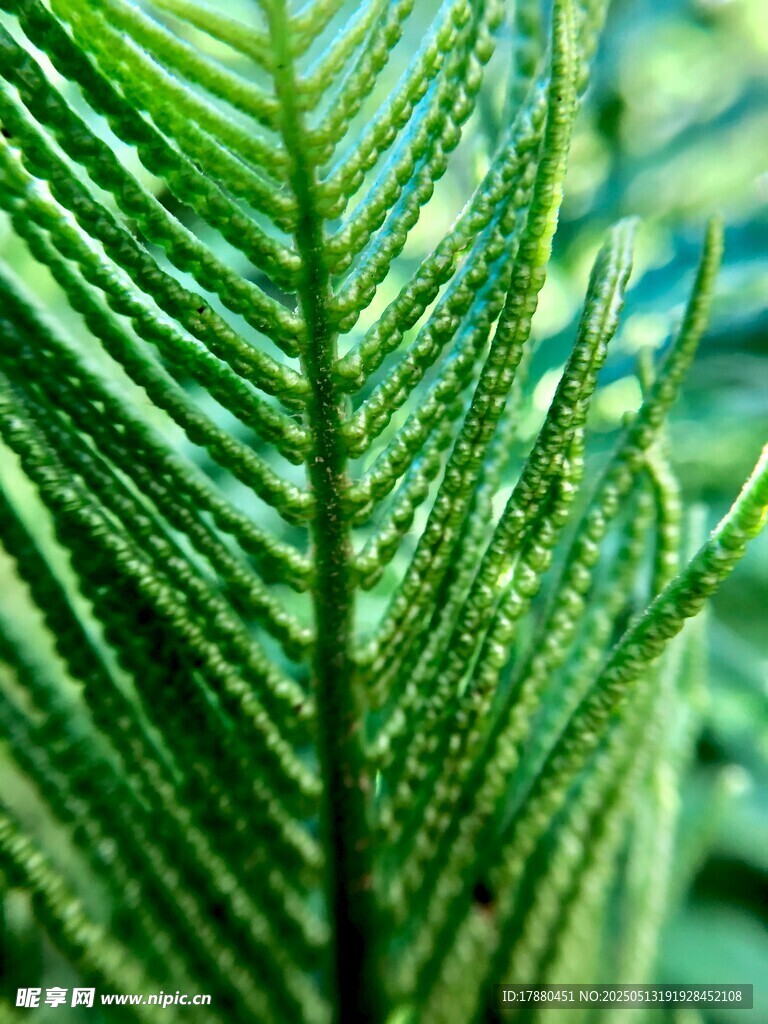 蕨类植物