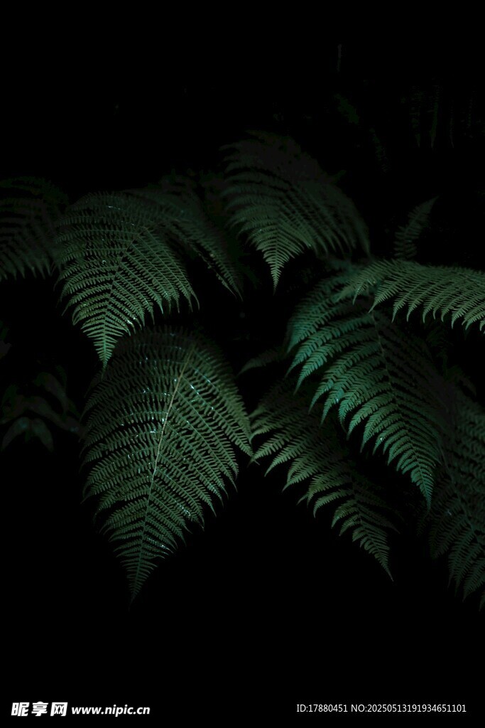 蕨类植物