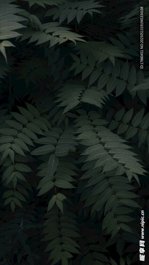 蕨类植物