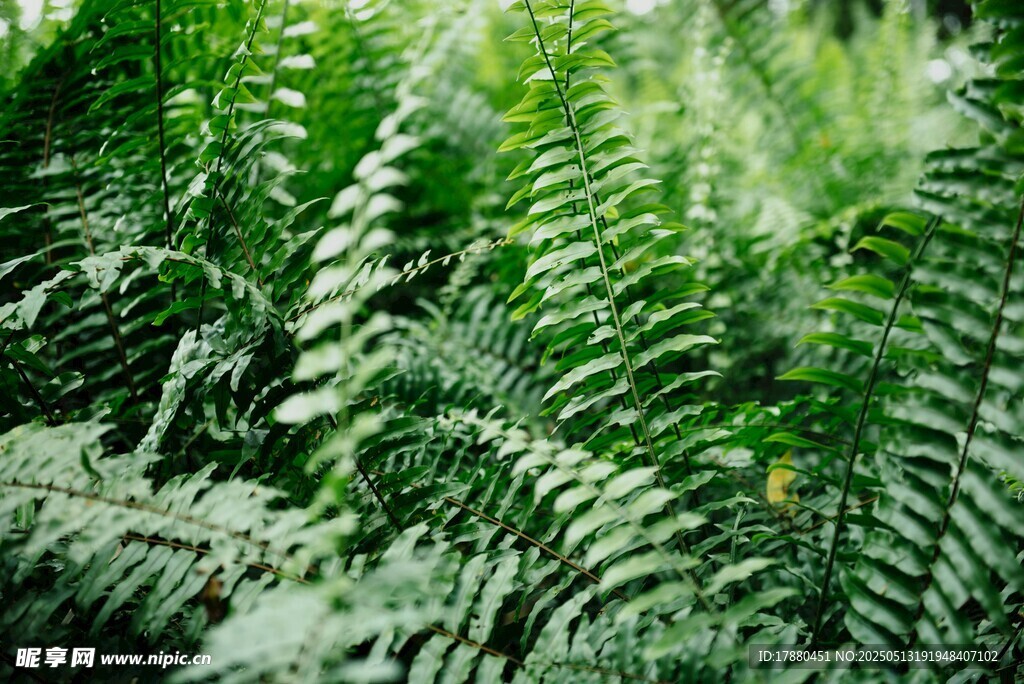 蕨类植物