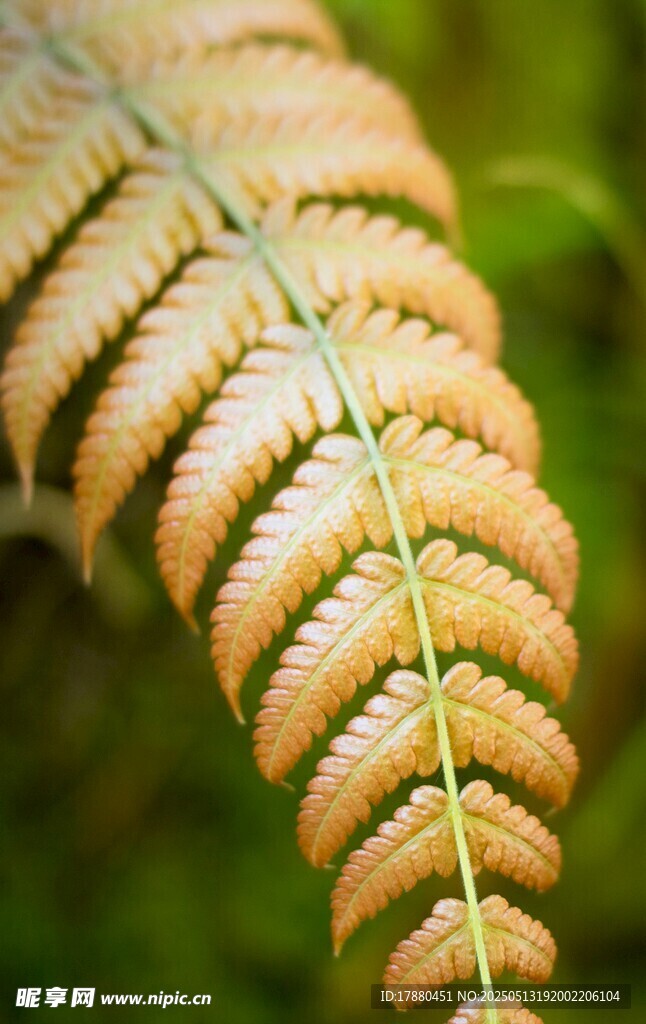 蕨类植物
