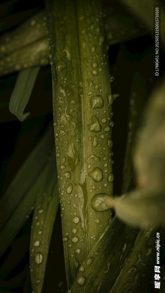 蕨类植物