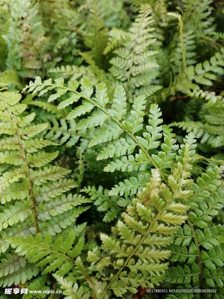蕨类植物