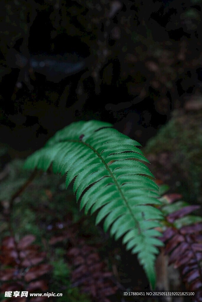 蕨类植物