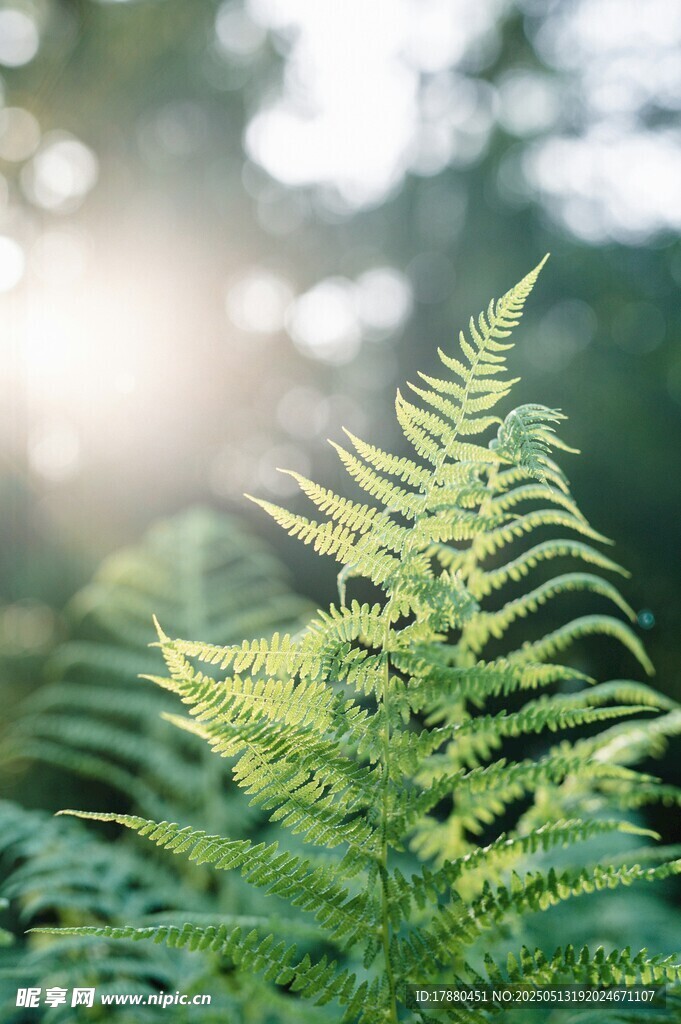 蕨类植物