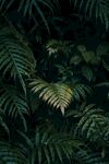 蕨类植物
