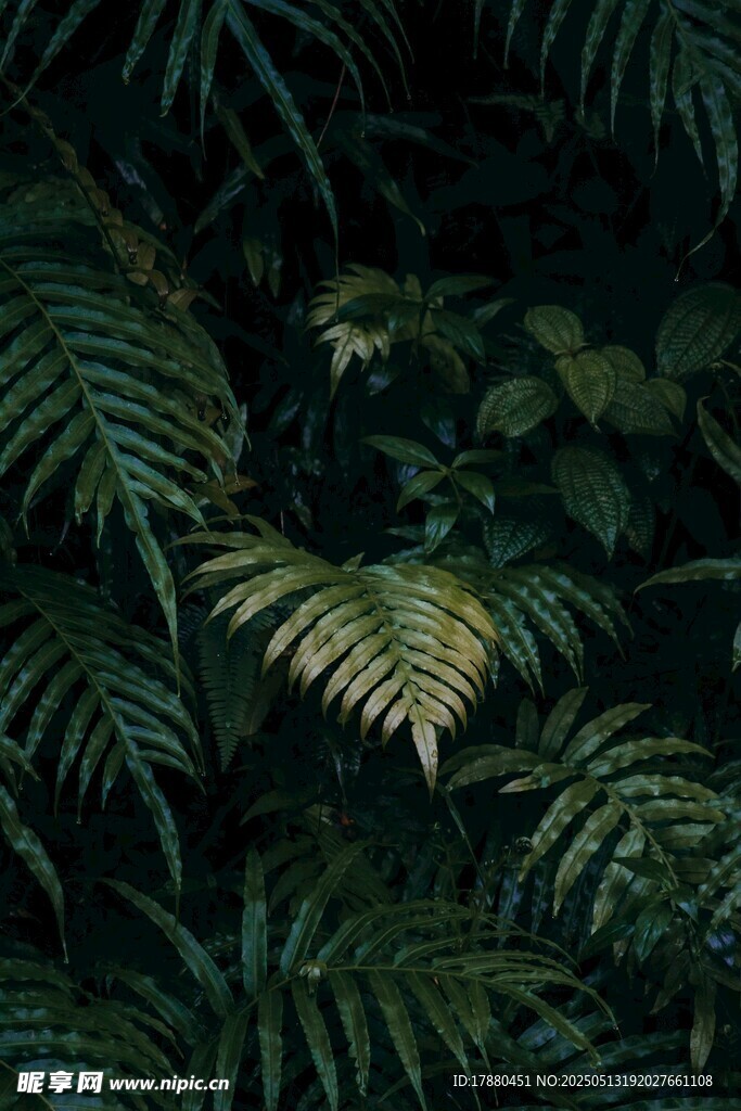 蕨类植物