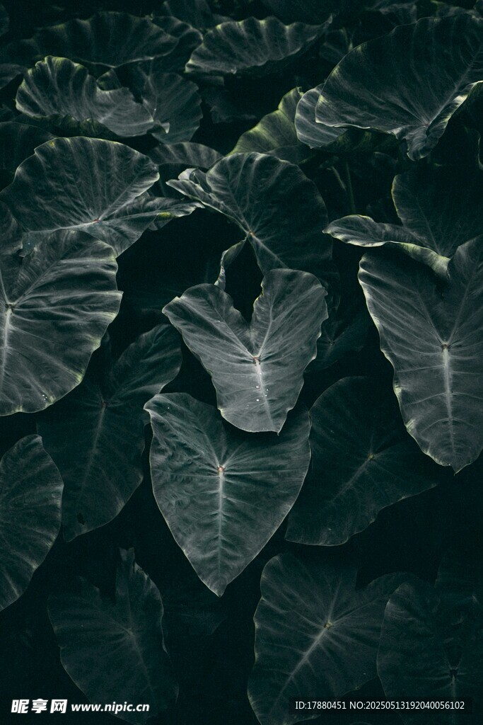 海芋
