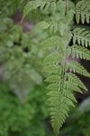 蕨类植物