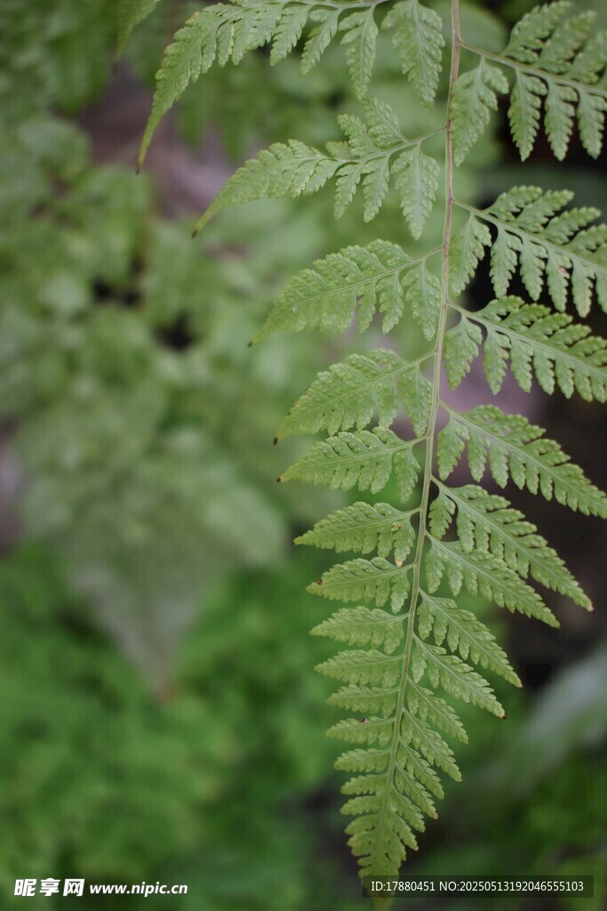 蕨类植物