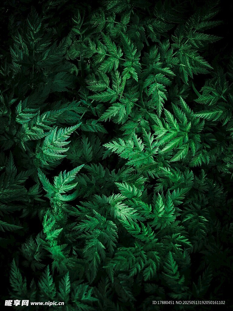 蕨类植物