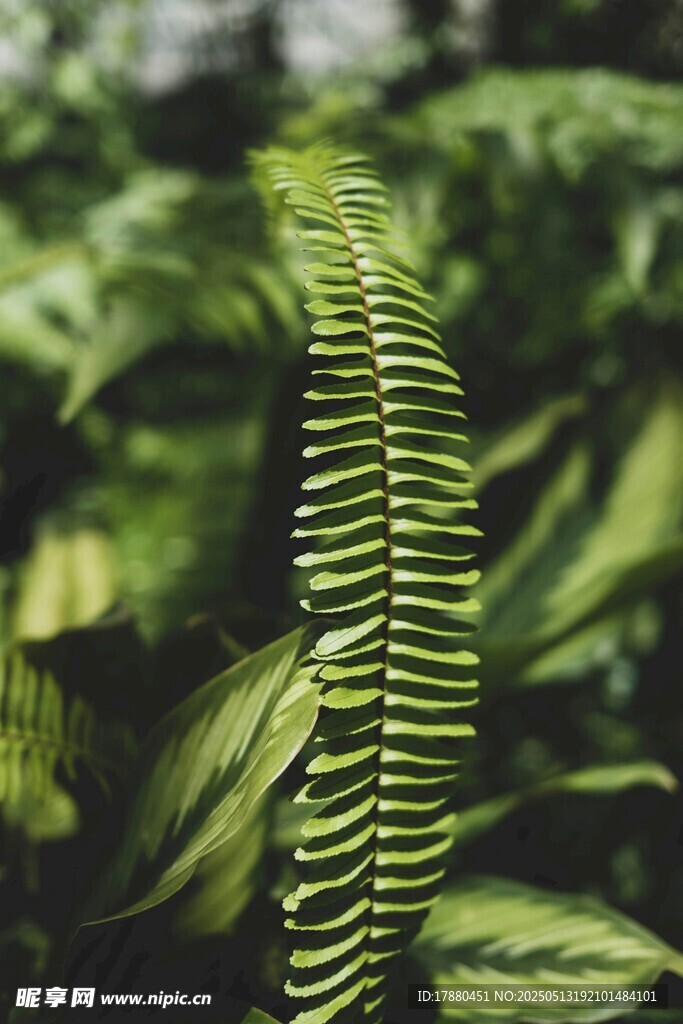 蕨类植物