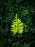 蕨类植物