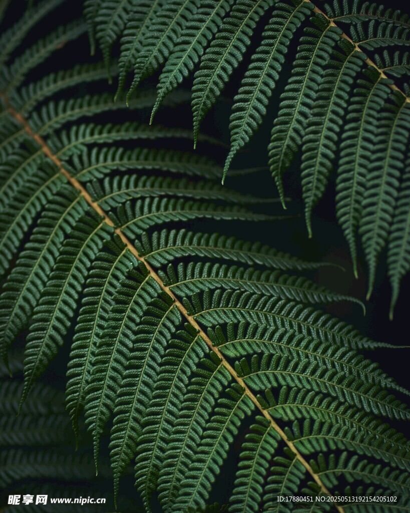 蕨类叶片