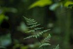 蕨类植物