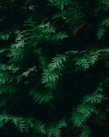 蕨类植物