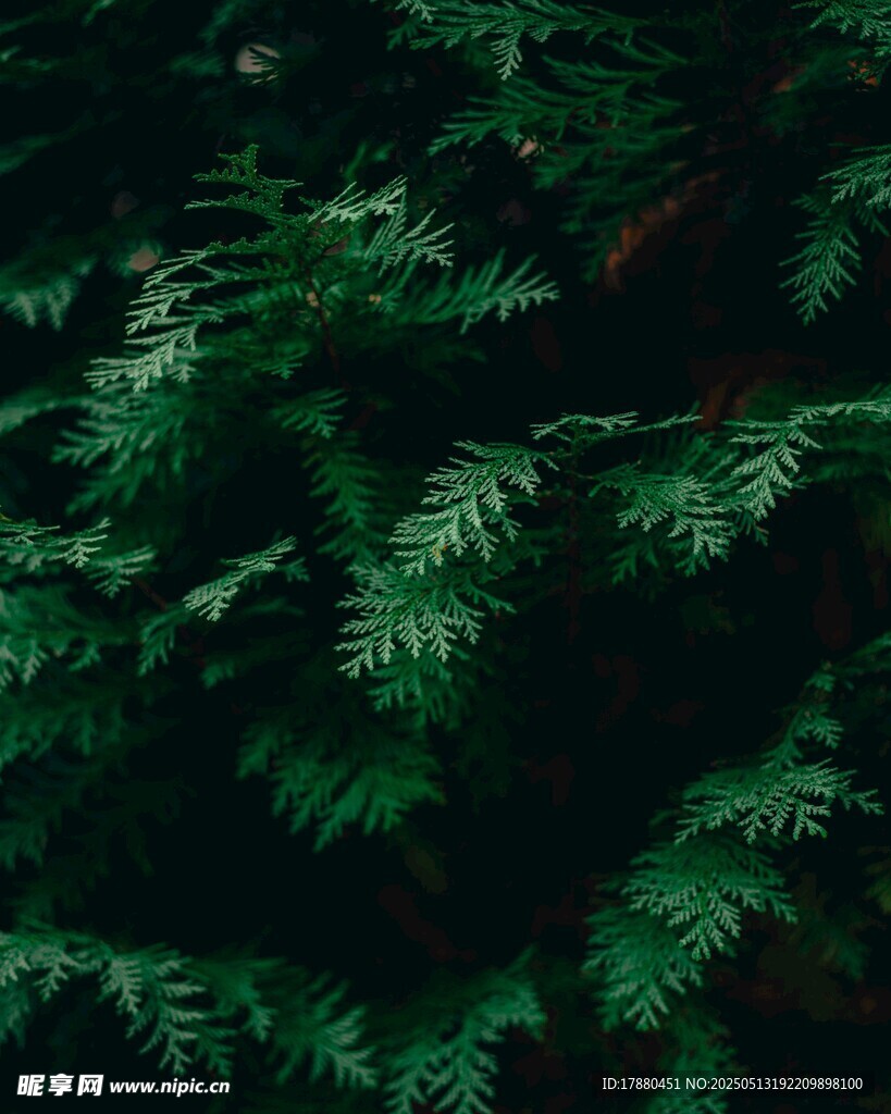 蕨类植物