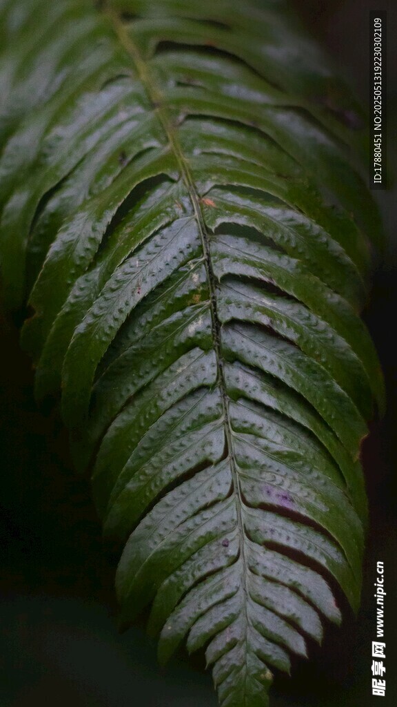 蕨类叶片