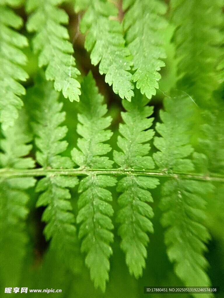 蕨类叶片