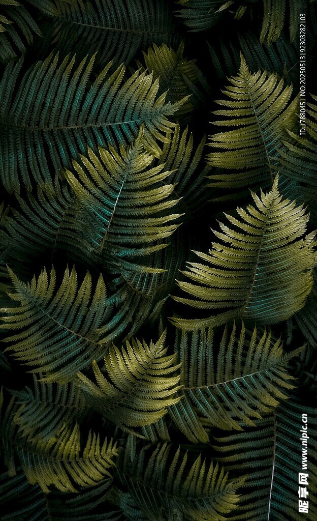 蕨类植物
