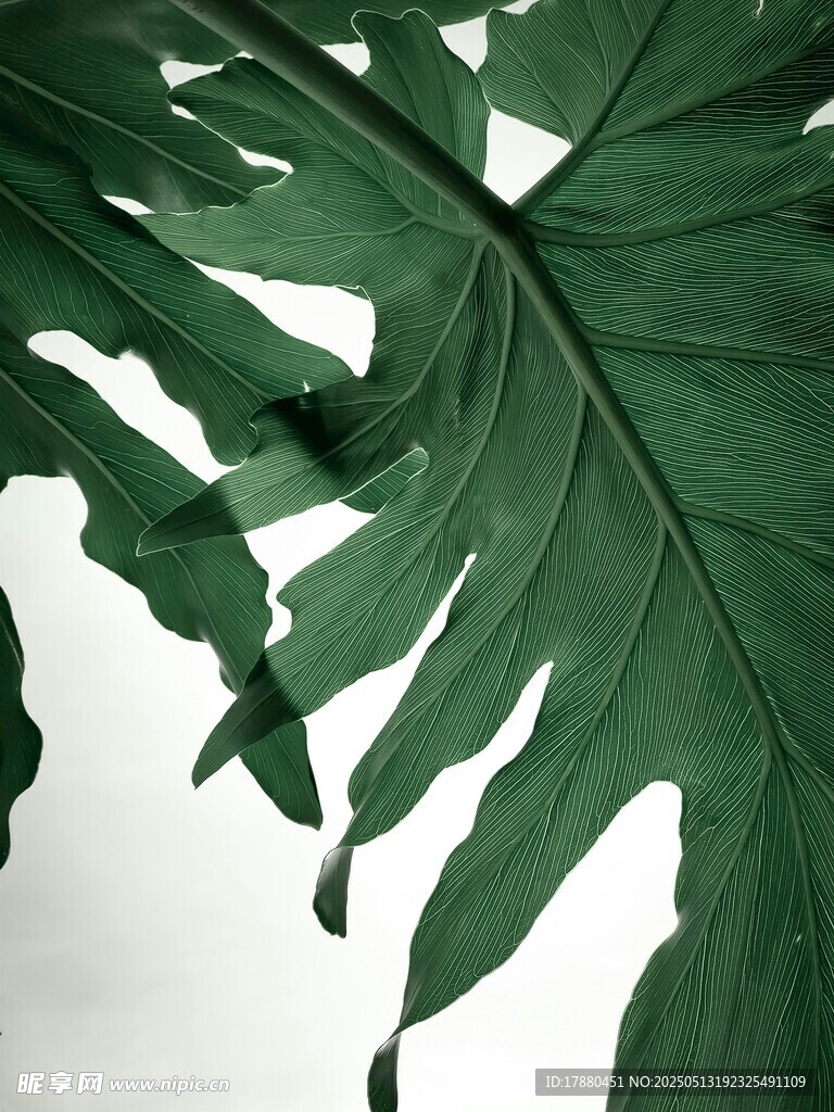 龟背竹