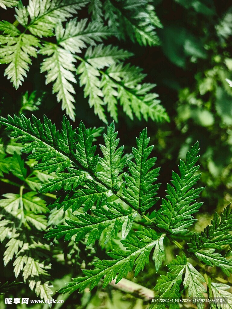 蕨类