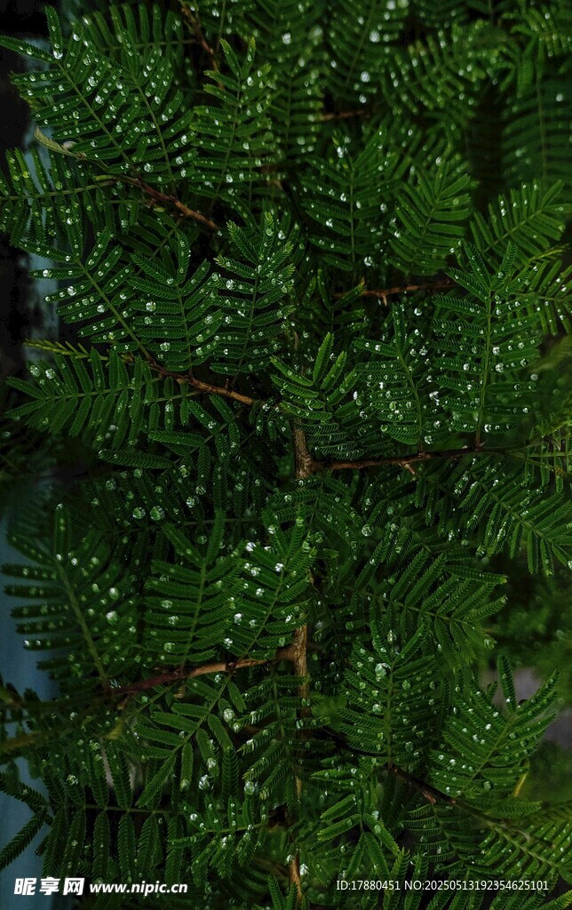 蕨类植物