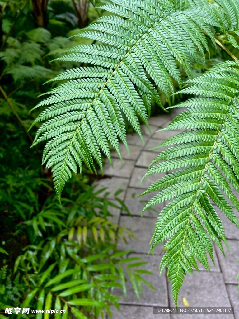 蕨类植物