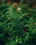 蕨类植物