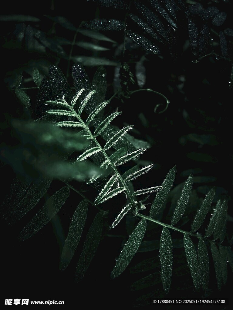 蕨类叶片