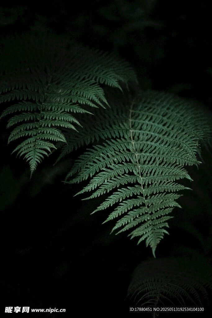 蕨类