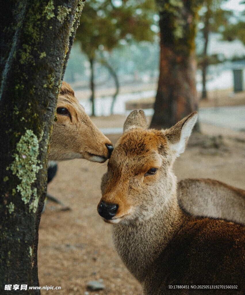 鹿子