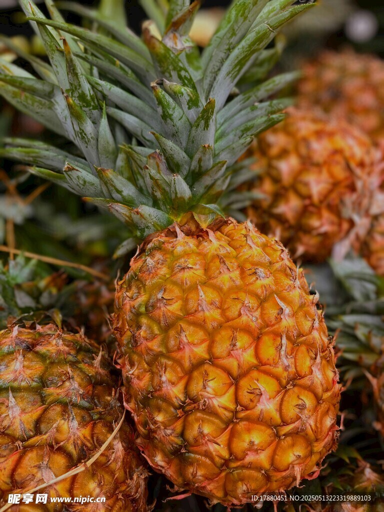 菠萝