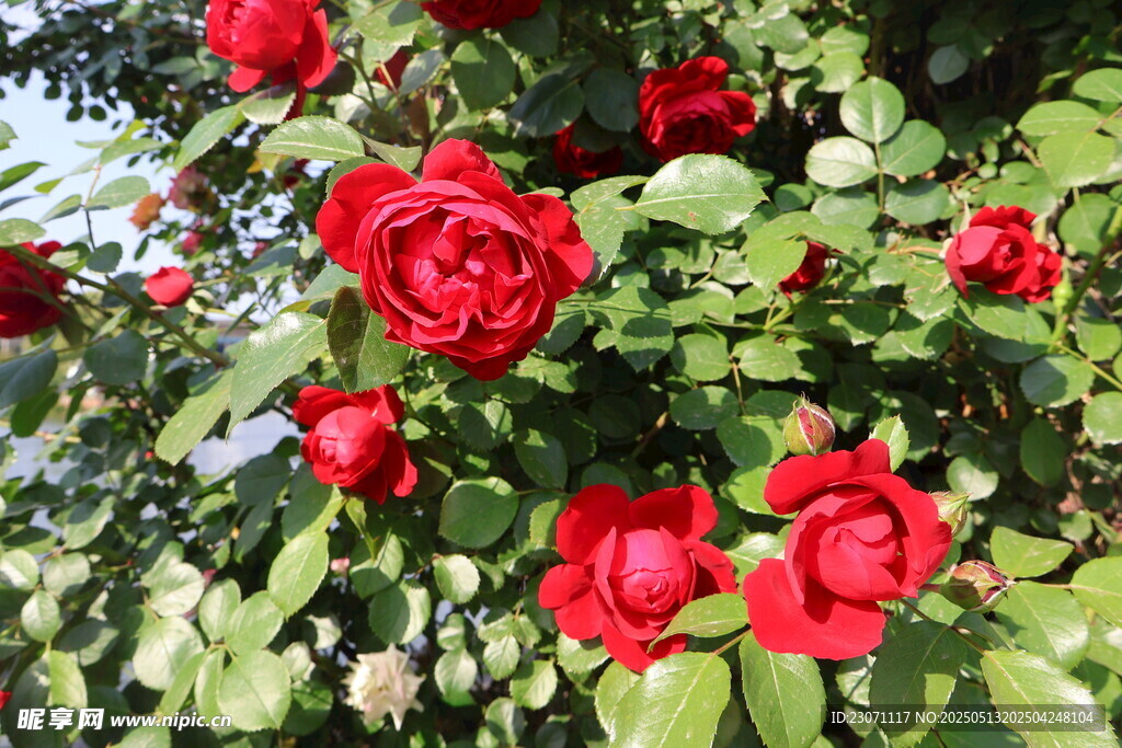 月季花