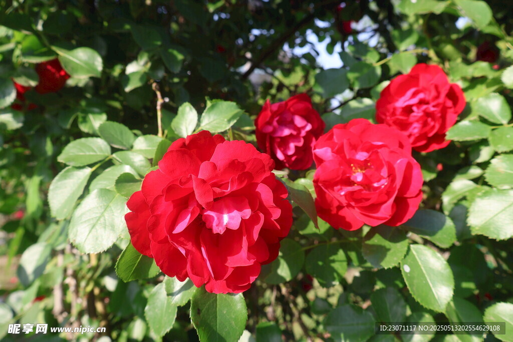月季花