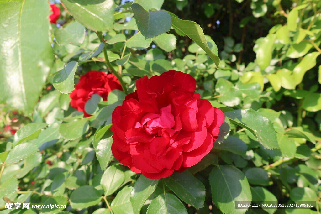 月季花