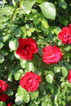 月季花